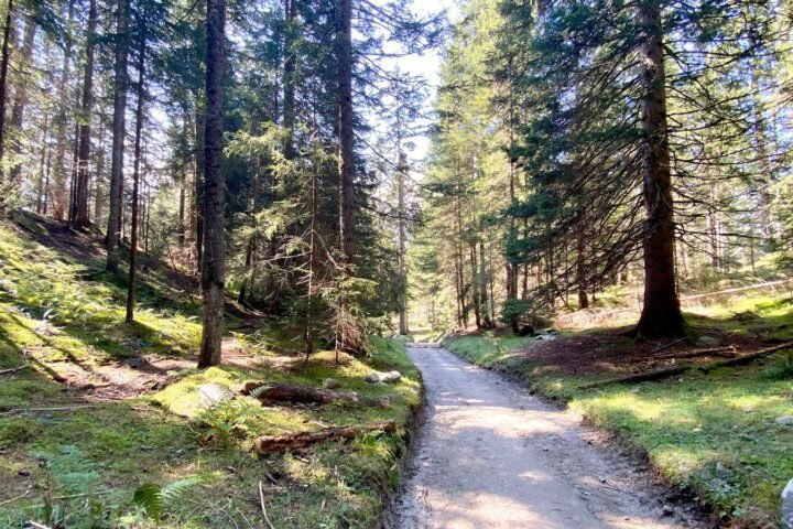 KOMMUNALE BAUMPFLEGETAGUNG RHEIN-MAIN 2023