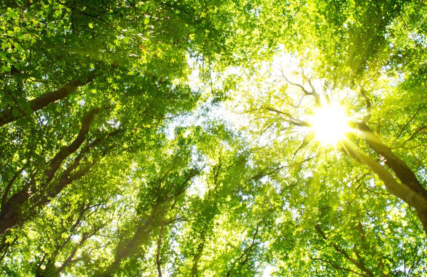 24. kommunale Baumpflegetagung Rhein-Main