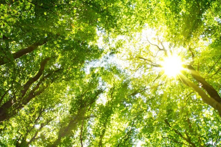 24. kommunale Baumpflegetagung Rhein-Main