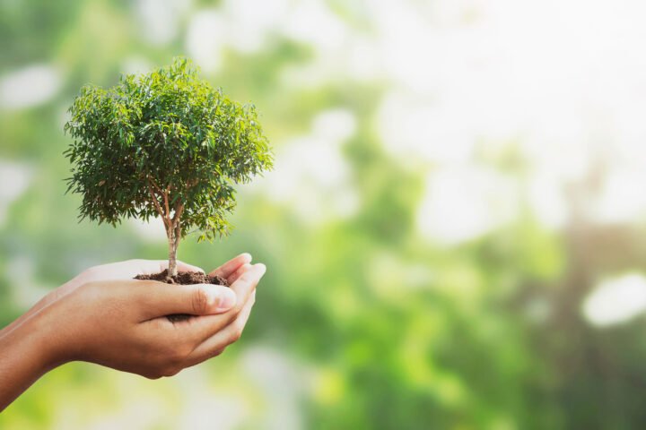 Osnabrücker Baumpflegetage